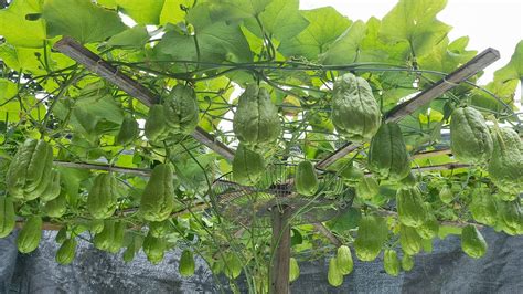 The Secret To Growing Chayote With Many Fruits Is Not Known To Everyone