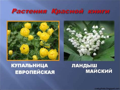 Цветы Красной Книги Фото С Названиями