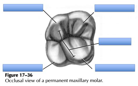 MAxillary Molar Occlusal View Diagram Quizlet