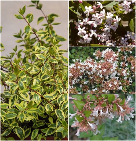 Abelia Assorted Abelia | Garden Center Marketing