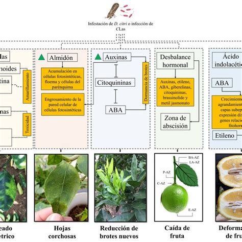 Componentes Del Tetraedro De La Enfermedad Del Hlb Así Como Eventos