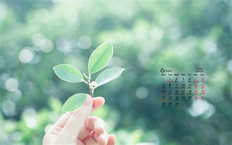 小清新绿植花卉2021年6月日历桌面壁纸 2021年6月小清新绿植花卉桌面日历壁纸 三千图片网