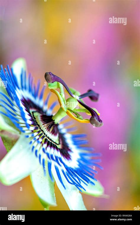 Close Up Image Of The Beautiful Summer Flower Of Passiflora Caerulea