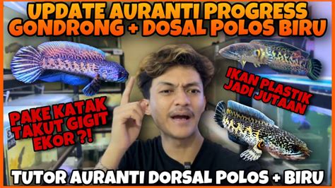 Review Update Progres Channa Auranti Dorsal Biru Polos Ikan Plastik