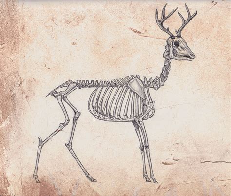 Skeleton Anatomy Deer By Omgshira On Deviantart