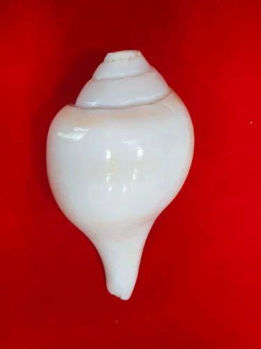 Conch Shell Vamavarthi Shankh White Vamavarti Shankh Blowing Shankh