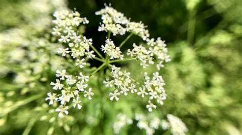 Poison Hemlock Is Sprouting In Ohio And Dangerous