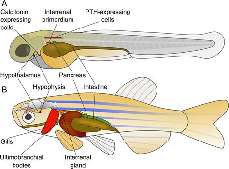 Fishing For Neuroendocrine Tumors In Endocrine Related Cancer Volume