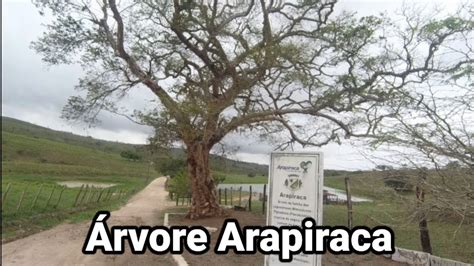 Rvore Arapiraca Que D O Nome A Cidade Arapiraca Alagoas Youtube