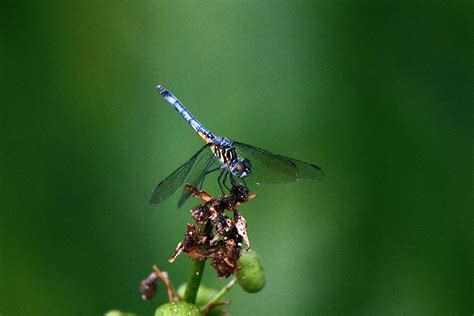 Blue Dasher Dragonfly