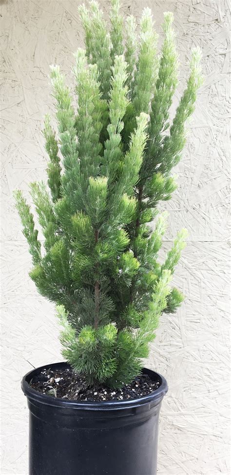 Adenanthos sericeus, Coast Woollybush – Plant Material