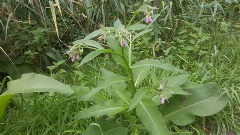 Alles Wat U Moet Weten Over De Wonderbaarlijke Smeerwortel Plant