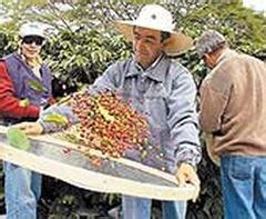 Contra a baixa produtores investem em café orgânico Revista Cafeicultura