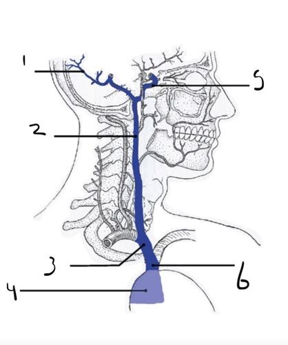 Brain Pathway Veins Lateral Flashcards Quizlet