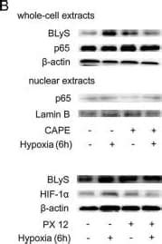 Human Baff Blys Tnfsf B Antibody Af By R D Systems Part Of Bio