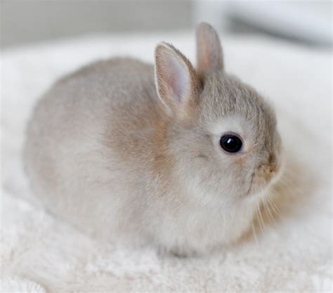 Angelic rabbit | Cute baby animals, Cute little animals, Cute baby bunnies