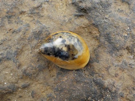 Conical Moon Snail From Beaumaris Vic Australia On December