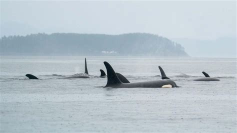 Port Hardy Avistamiento De Nutrias Marinas Y Ballenas Getyourguide