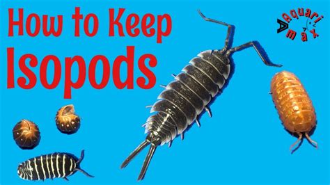 How To Keep Isopods Real Isopod Hours Youtube