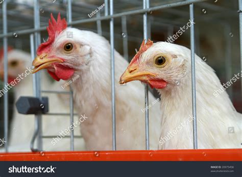 Caged Egg-Laying Chickens Stock Photo 20975458 : Shutterstock