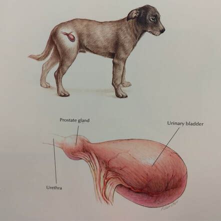 bladder stones meadows veterinary clinic  east peoria