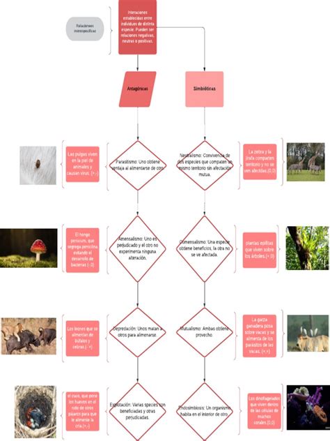 Relaciones Interespecíficas Pdf Simbiosis Ecología