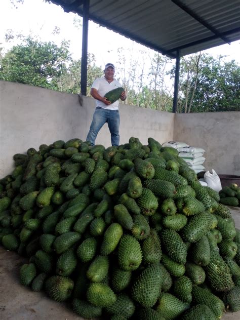 Manual Del Cultivo De La Guan Bana Ricaguan Bana Milagrosa Y Rica