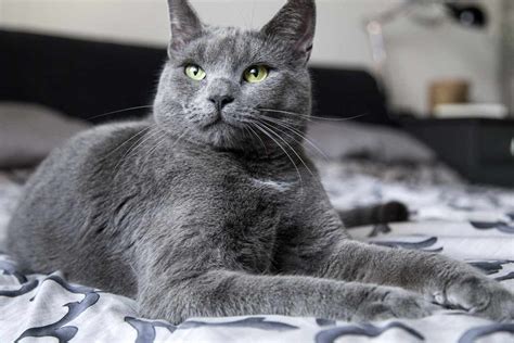 Russian Blue Cat Breed: Profile, Traits, Personality, FAQs, Care ...