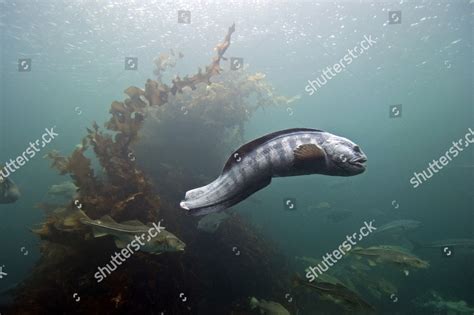 Wolffish Anarhichadidae Aquarium Og Romsdal Norway Editorial Stock