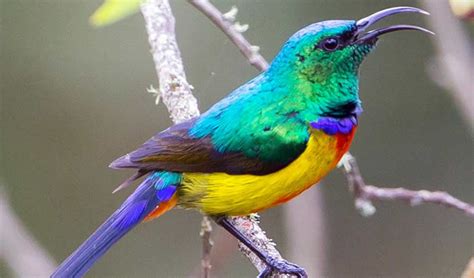 Bird Watching Safaris In Rwanda Rwanda Birding Safaris