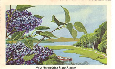 New Hampshire State Flower Postcard by Ken Haag