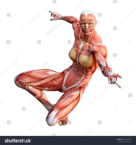 D Rendering Female Figure Muscle Maps Shutterstock