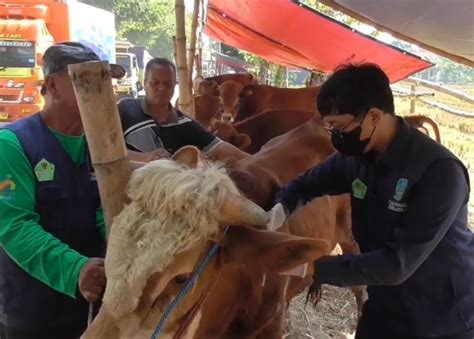 Pemkab Sidoarjo Temukan Ekor Sapi Kurban Terindikasi Terkena Pmk Ini