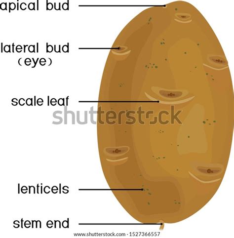 Parts Plant Morphology Structure Potato Tuber Stock Vector (Royalty Free) 1527366557 | Shutterstock