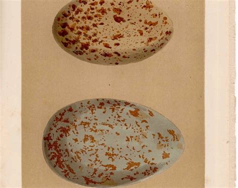 Eggs Original Antique Speckled Egg Print Cranes Etsy