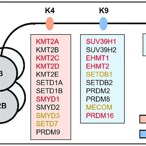 Histone Lysine Specific Methyltransferases Kmts And Their Targets