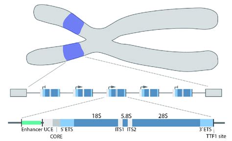 Rdna Gene Arrays Purple Are Located On The Short Arms Of The Human