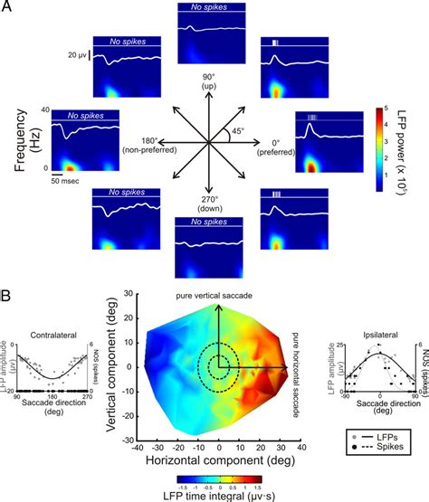 Spatial Relationship Of Sbn Lfp Responses A Spiking Activity And