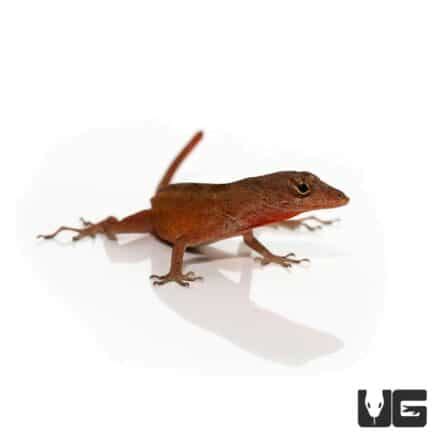 Ruby Red Anole For Sale - Underground Reptiles