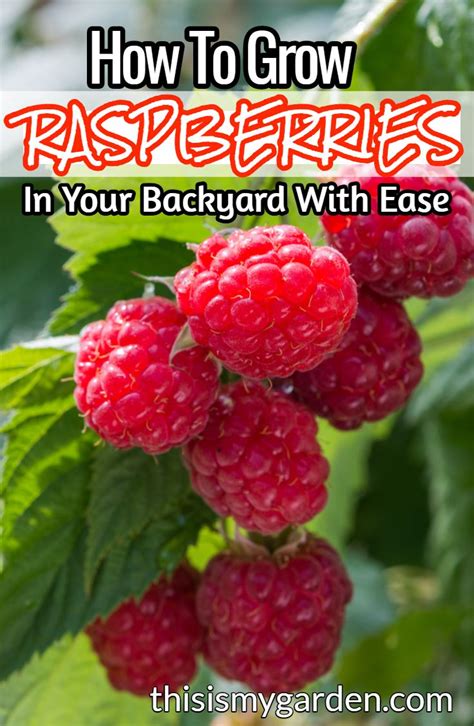 How To Grow Raspberries The Secrets To Growing Raspberries Artofit