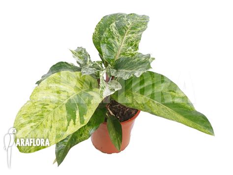 Araflora Exotic Flora And More Anthurium X Jungle Bush Nr3 Variegata