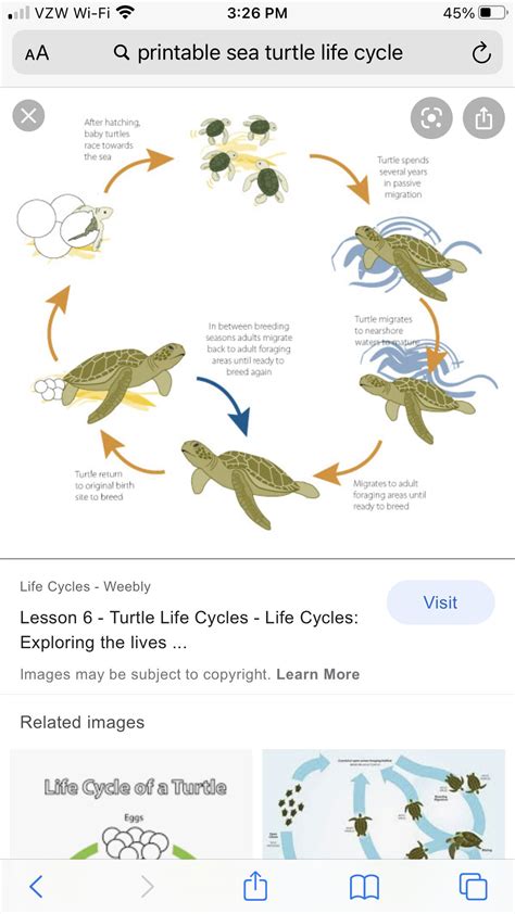 Green Sea Turtle Anatomy Saferbrowser Image Search Results Artofit