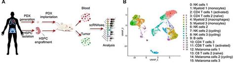 New Method Reveals Insights Into Interplay Between Immune System And Tumors