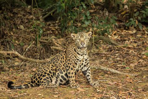 Pantanal Mato Grosso Brazil Photograph By Janet Horton Fine Art America