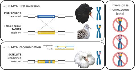 Frontiers Gene Expression Modification By An Autosomal Inversion