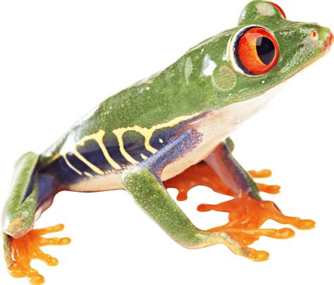 Frog Png Image Transparent HQ PNG Download | FreePNGImg