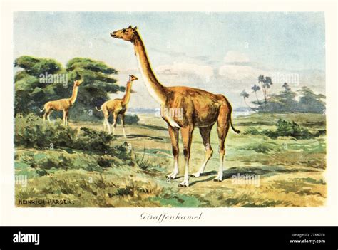 Aepycamelus, the long-necked camel, extinct genus of camelids, Miocene ...