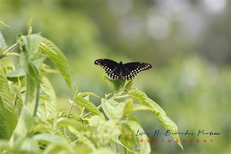 Papilio Victorinus Victorinus From Parque Ecol Gico Macuilt Petl