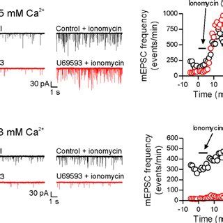 Dynorphin Inhibits Evoked Glutamate Transmission Onto MNCs A