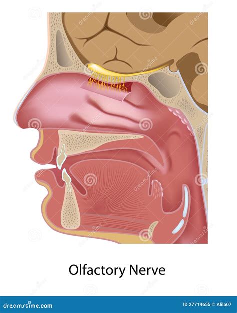 Olfactory Anatomy Anatomy Book